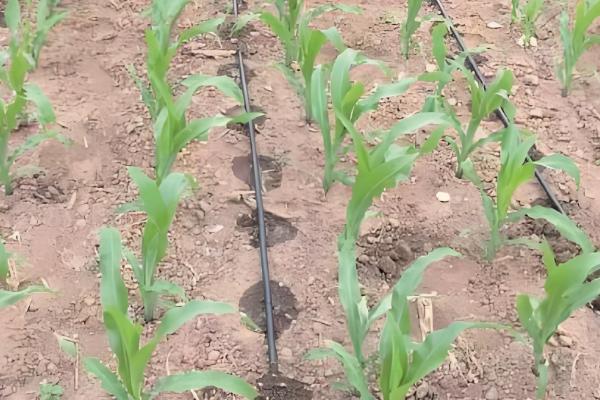 玉米为什么会多穗，可能是受到遗传特性、异常天气等因素的影响