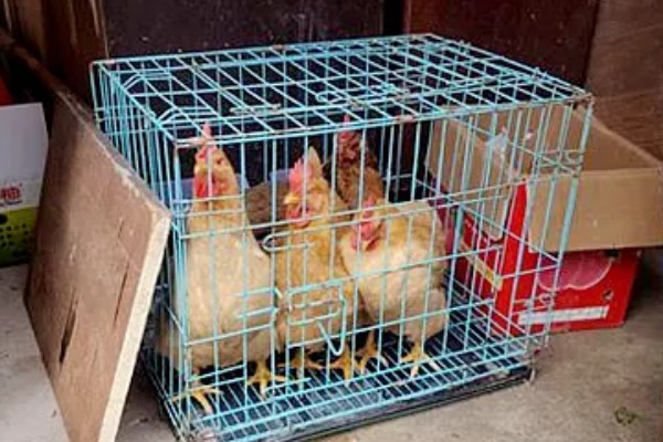 母鸡抱窝怎么处理,可尝试改变养殖环境