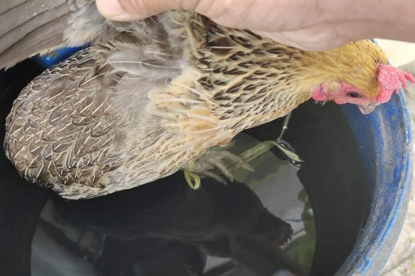 母鸡抱窝怎么处理,可尝试改变养殖环境