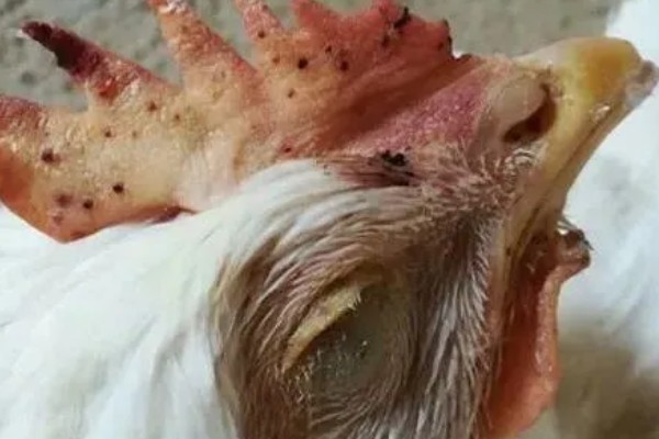 母鸡抱窝怎么处理,可尝试改变养殖环境