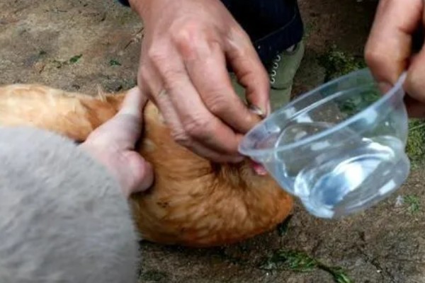 母鸡抱窝怎么处理,可尝试改变养殖环境