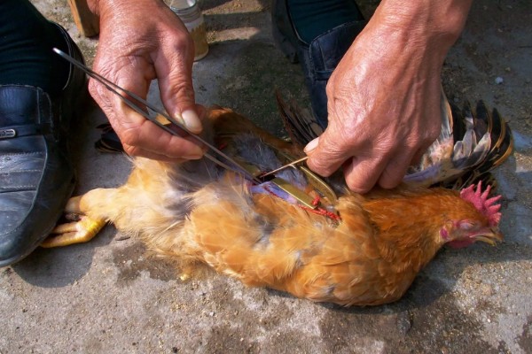 母鸡抱窝怎么处理,可尝试改变养殖环境