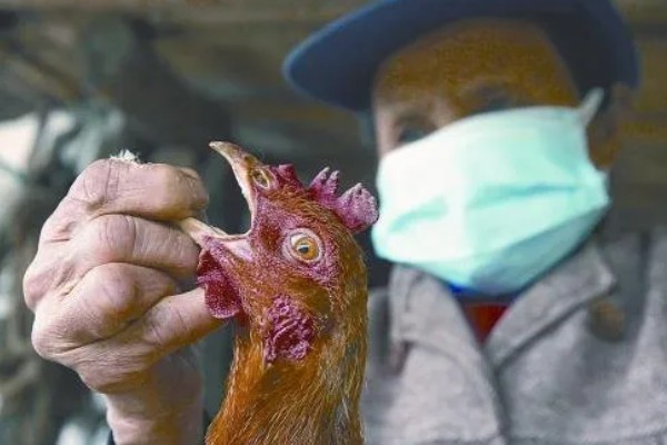 母鸡抱窝怎么处理,可尝试改变养殖环境