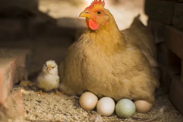 母鸡抱窝怎么处理,可尝试改变养殖环境