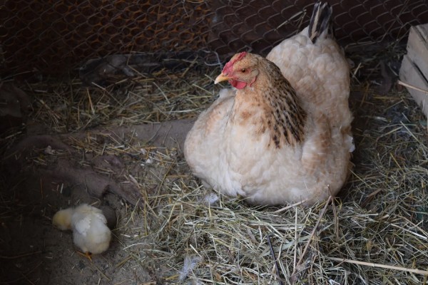 母鸡抱窝怎么处理,可尝试改变养殖环境