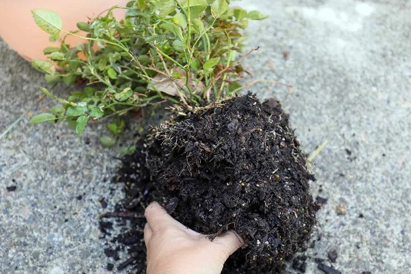 玫瑰如何换盆，可以选择在下午和夜晚操作