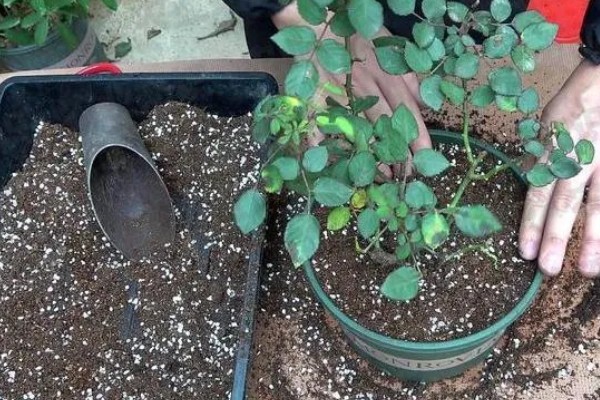 玫瑰如何换盆，可以选择在下午和夜晚操作