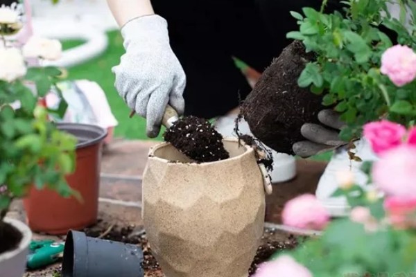 玫瑰如何换盆，可以选择在下午和夜晚操作