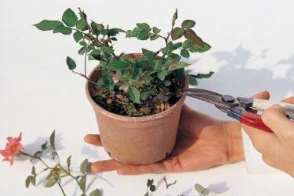 玫瑰如何换盆，可以选择在下午和夜晚操作