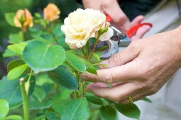 玫瑰如何换盆，可以选择在下午和夜晚操作
