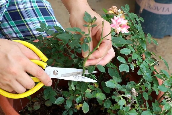 玫瑰如何换盆，可以选择在下午和夜晚操作