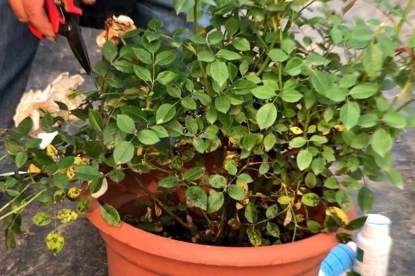 玫瑰如何换盆，可以选择在下午和夜晚操作