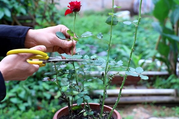 玫瑰如何换盆，可以选择在下午和夜晚操作
