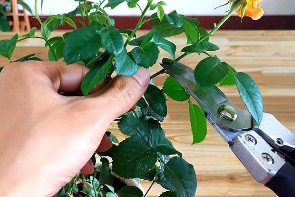 玫瑰如何换盆，可以选择在下午和夜晚操作