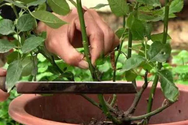 玫瑰如何换盆，可以选择在下午和夜晚操作