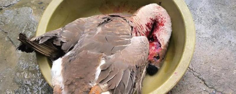 杀大鹅如何拔毛,用开水浇在胸毛上再从下往上刮