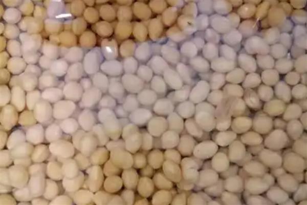 黄豆小盆栽怎么种,先要进行催芽处理