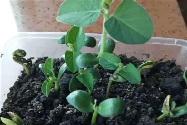 黄豆小盆栽怎么种,先要进行催芽处理