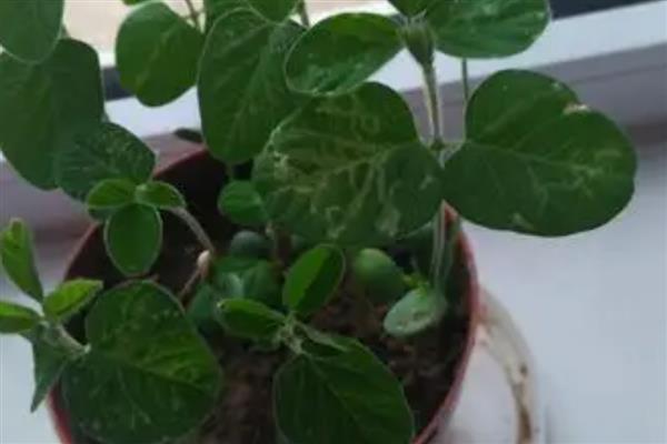 黄豆小盆栽怎么种,先要进行催芽处理