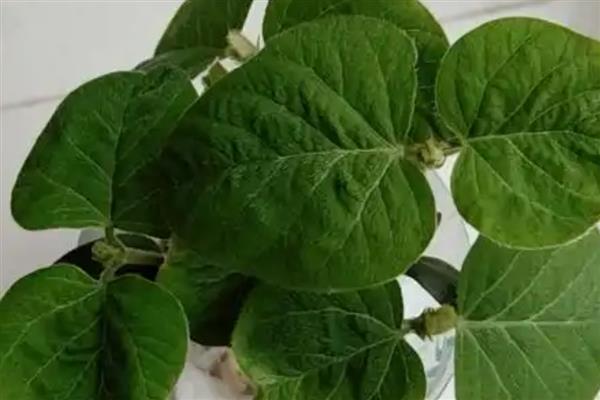 黄豆小盆栽怎么种,先要进行催芽处理