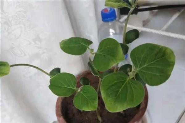 黄豆小盆栽怎么种,先要进行催芽处理