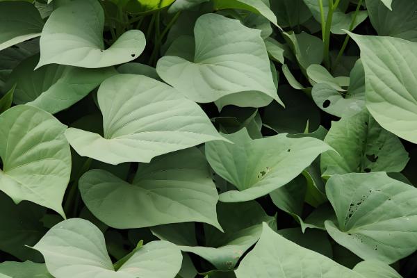 植物怎么繁殖后代，以种子繁殖、无性繁殖为主