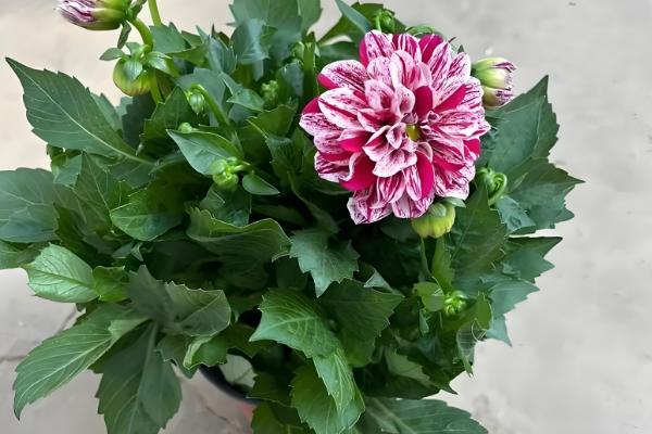 植物怎么繁殖后代，以种子繁殖、无性繁殖为主