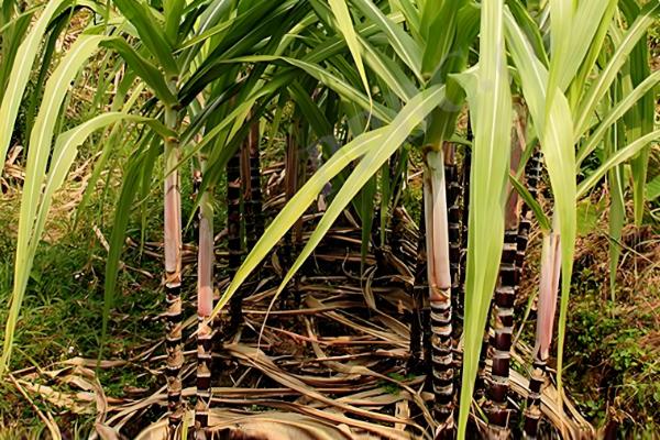 植物怎么繁殖后代，以种子繁殖、无性繁殖为主