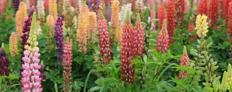 虎刺梅冬季扦插方法，蘸上生根水再插入沙床中