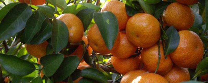芦柑的简介,属于芸香科植物