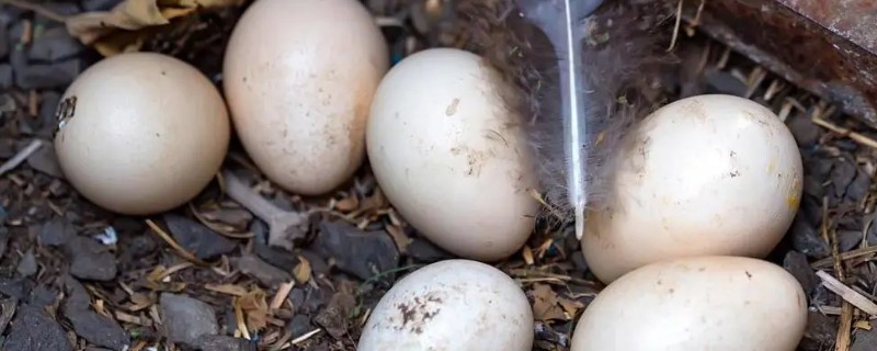 孔雀的孵化温度和湿度，前期相对湿度为60-65%