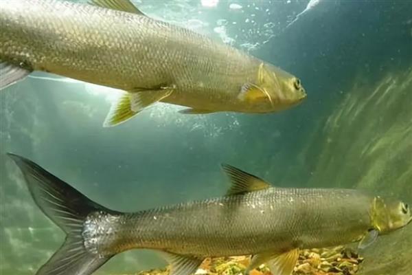 鳡鱼用泥鳅可以钓吗,可以用泥鳅钓鳡鱼