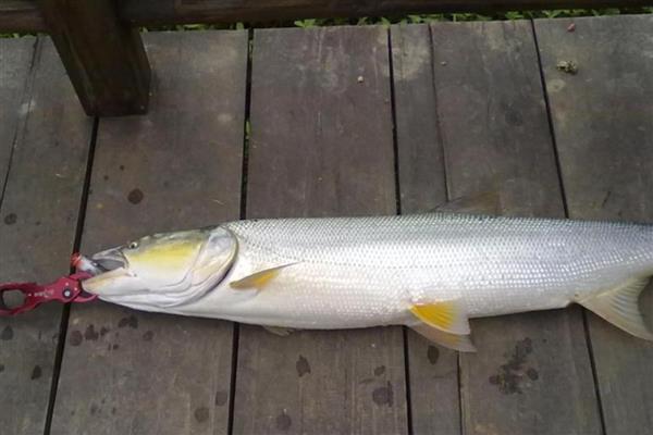 鳡鱼用泥鳅可以钓吗,可以用泥鳅钓鳡鱼
