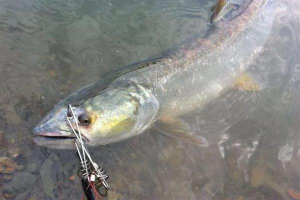 鳡鱼用泥鳅可以钓吗,可以用泥鳅钓鳡鱼