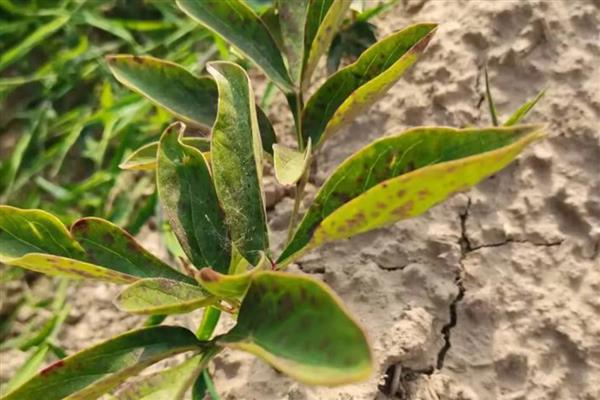 牡丹立枯病症状,主要危害幼苗的茎基部