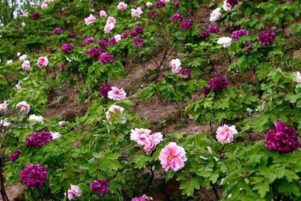 牡丹立枯病症状,主要危害幼苗的茎基部