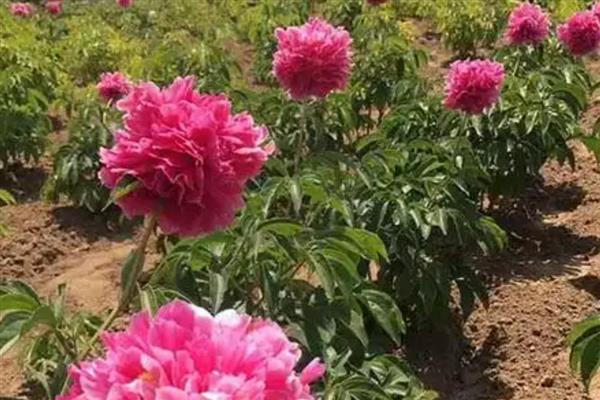 牡丹立枯病症状,主要危害幼苗的茎基部