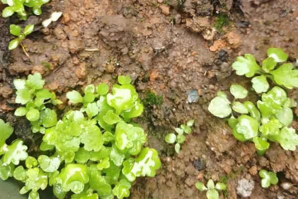 植物怎么繁殖后代，以种子繁殖、无性繁殖为主