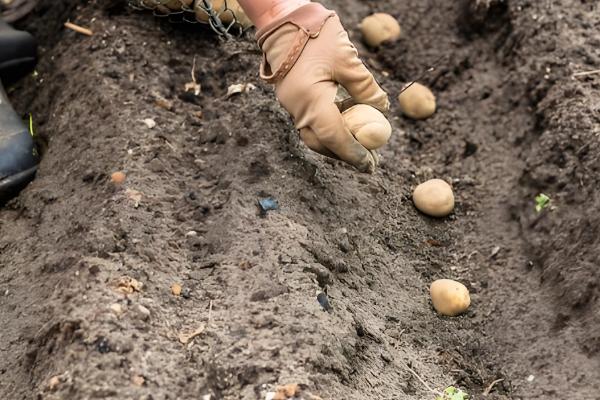 植物怎么繁殖后代，以种子繁殖、无性繁殖为主