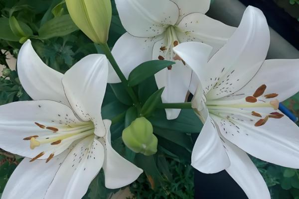 植物怎么繁殖后代，以种子繁殖、无性繁殖为主