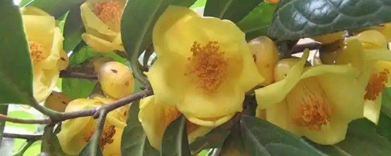 金花茶如何移栽，适合在秋季进行移栽