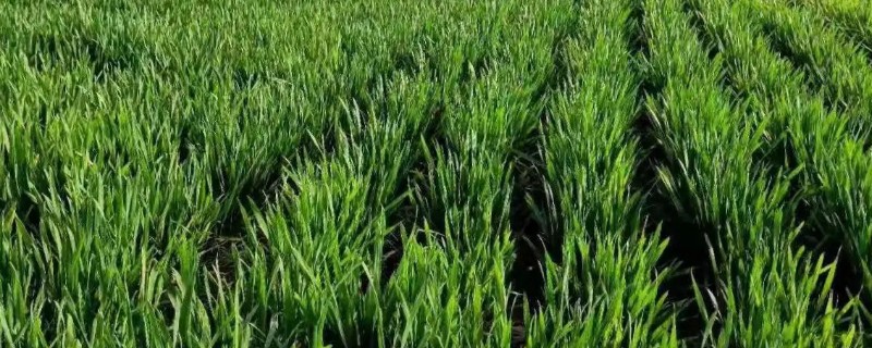 冬小麦怎样进行追肥，追肥通常以氮肥为主