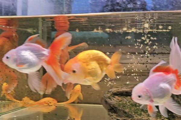 金鱼翻身游的原因，可能是身体不适所致