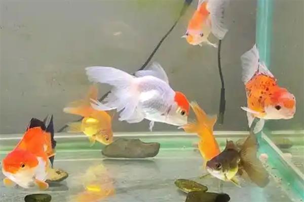 金鱼翻身游的原因，可能是身体不适所致