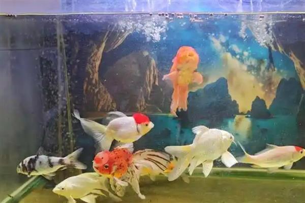 金鱼翻身游的原因，可能是身体不适所致