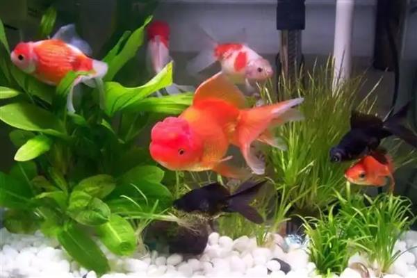 金鱼翻身游的原因，可能是身体不适所致