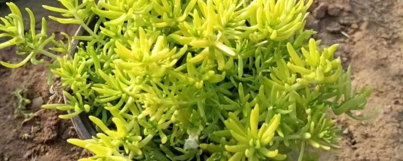 佛甲草的爆盆方法，生长旺期每个月追肥一次