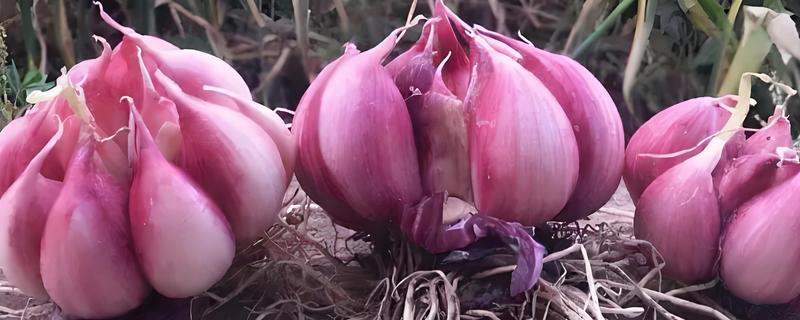 紫皮大蒜退化的原因，肥料不足、种植密度过大均会导致