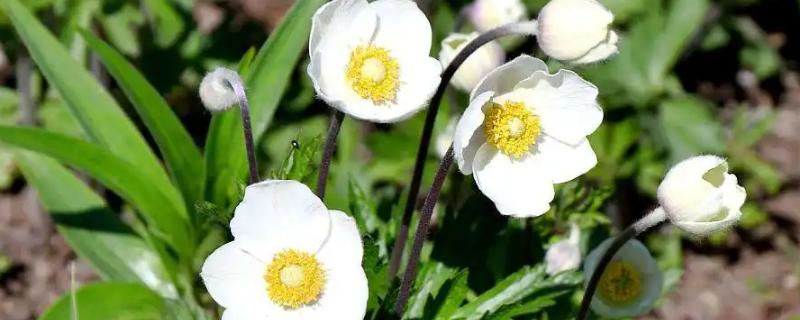 银莲花的寓意,寓意失去希望、淡薄的爱等