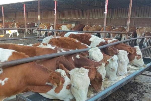 养200头牛要几亩地，需要占1-1.5亩地